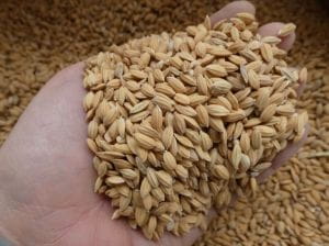 VERSELE LAGA - Ryż Paddy 20kg