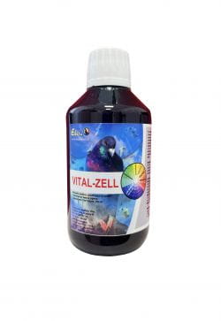 Vital-zell.jpg