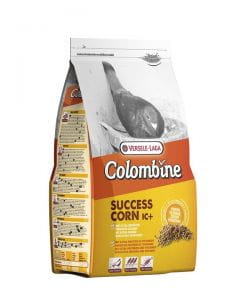 succes corn.jpg