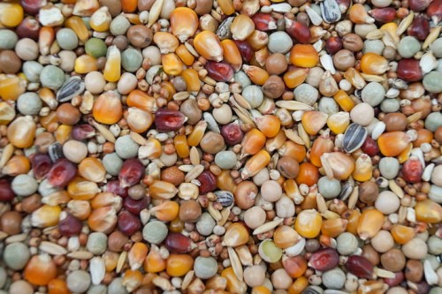 Przejdź do produktu GOLD WINGS  P-BP 20 kg - karma pierzeniowa bez pszenicy dla gołębi