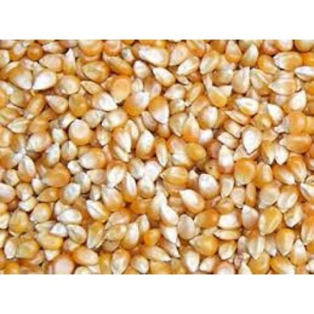 Kukurydza  popcorn 1kg
