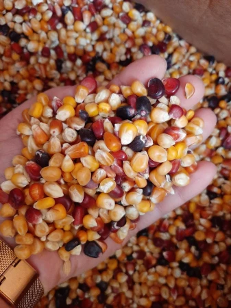 MDM - MK - MIX KUKURYDZ ZIMNOSUSZONYCH 25 kg