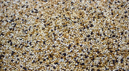 GOLD WINGS - Mieszanka PROSA ŚWIATA - 1 kg