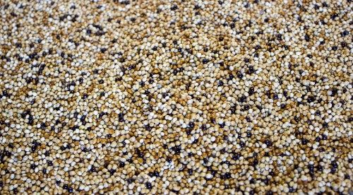 Przejdź do produktu GOLD WINGS Prosa Świata 1 kg - mieszanka proso dla gołębi i ptaków egzotycznych