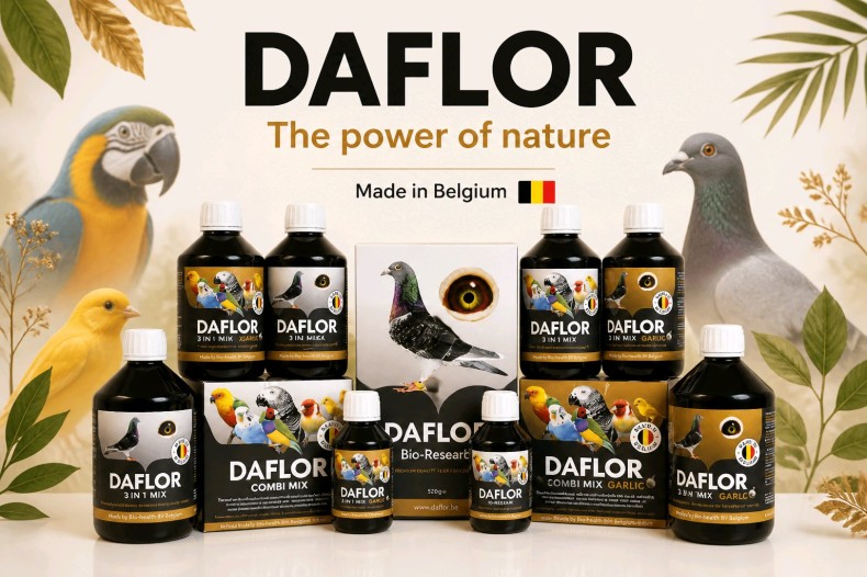Daflor